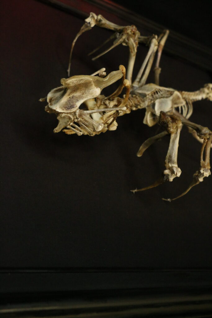 Púca Skeletal Head and Skull Detail A tight close-up of the skull of the Púca skeletal spirit, meticulously assembled from ethically sourced animal bones to evoke Gaelic folklore.
