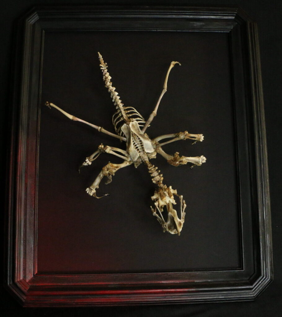 Púca Irish Mythology Spirit - Macabre Bone Art The Púca shapeshifter reimagined as a skeletal spirit, handcrafted from authentic animal bones in a dark macabre style.