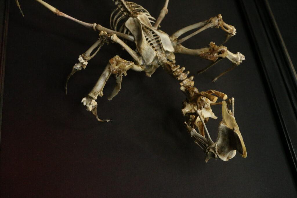 Púca Skeletal Spirit – 3/4 Studio Perspective A 3/4 studio view of the Púca bone spirit sculpture, showcasing the hand-articulated ribcage and the haunting, dynamic posture of the real bone creature.