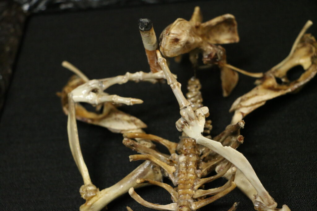 A detailed shot of the Aillen sculpture, showcasing its vapor-like skeletal form and naturally whitened bone textures in an Ethereal Macabre style.