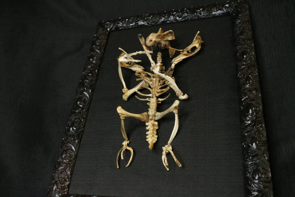 A close-up high-contrast shot of the Aillen piece, highlighting the precision-jointed skeletal structure representing the legendary fire-breathing entity.