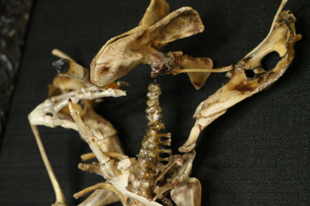 A side-profile view of the Aillen bone sculpture, showcasing the fluid, rising arrangement of bones that mimic the motion of smoke and fire.