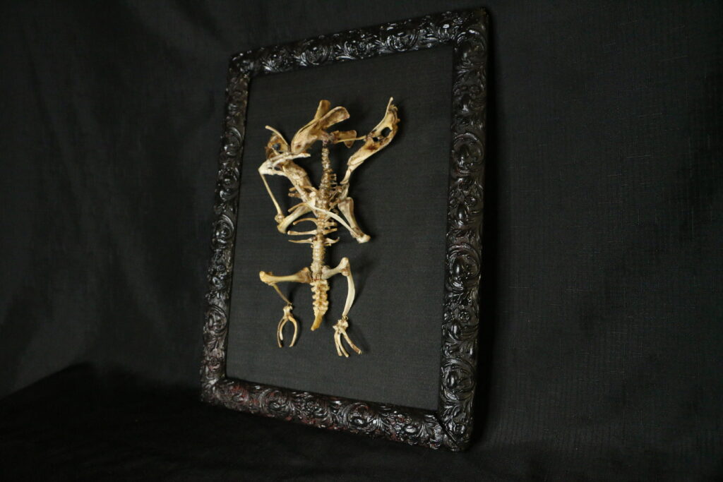 A full-length presentation of the Aillen bone art, representing the fire-breathing entity of Irish lore reimagined as a biological skeletal sentinel.