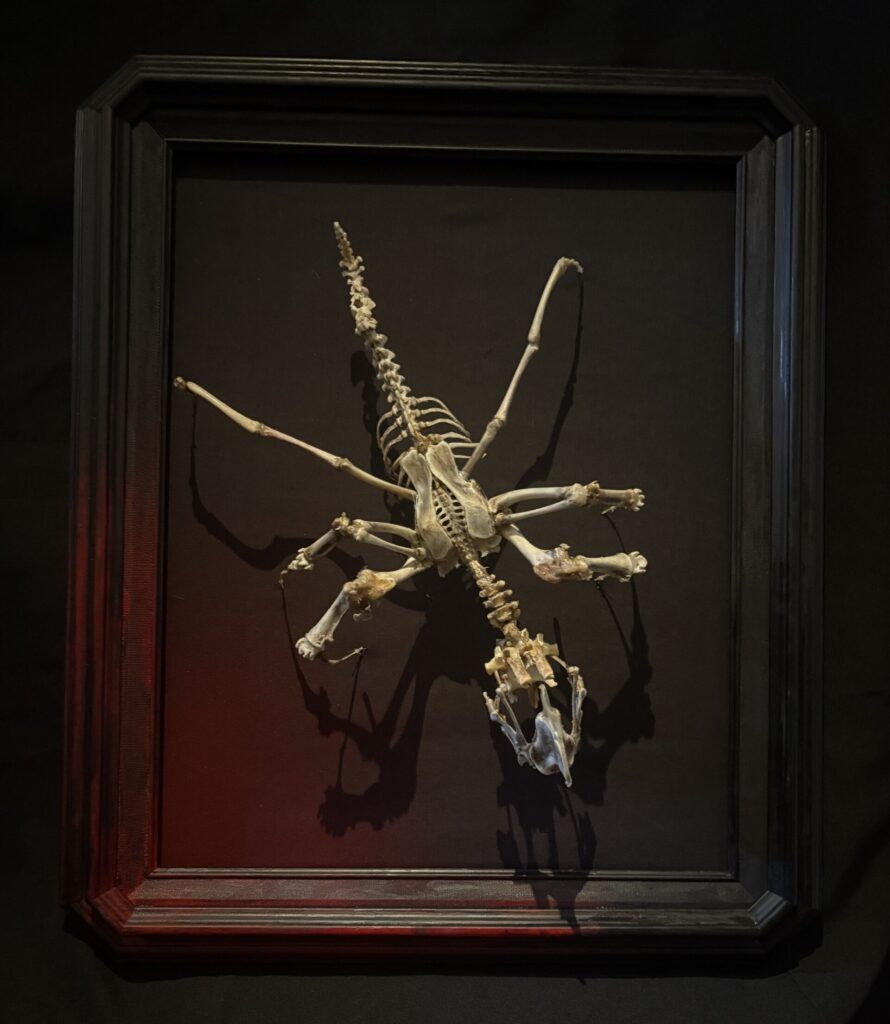 Púca Spirit of Samhain – Dark Macabre Fine Art A haunting perspective of the Púca skeletal sculpture, emphasizing its role as a creature of Samhain in Irish mythology.