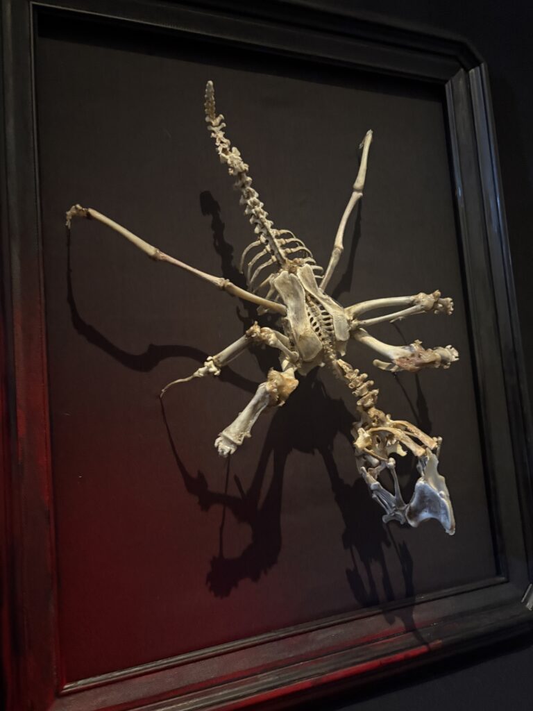 Púca Skeletal Spirit – Authentic Bone Art by Hybrid Fever The Púca, a shapeshifting creature of Irish mythology, reimagined as a hand-articulated skeletal sculpture made from real bones.