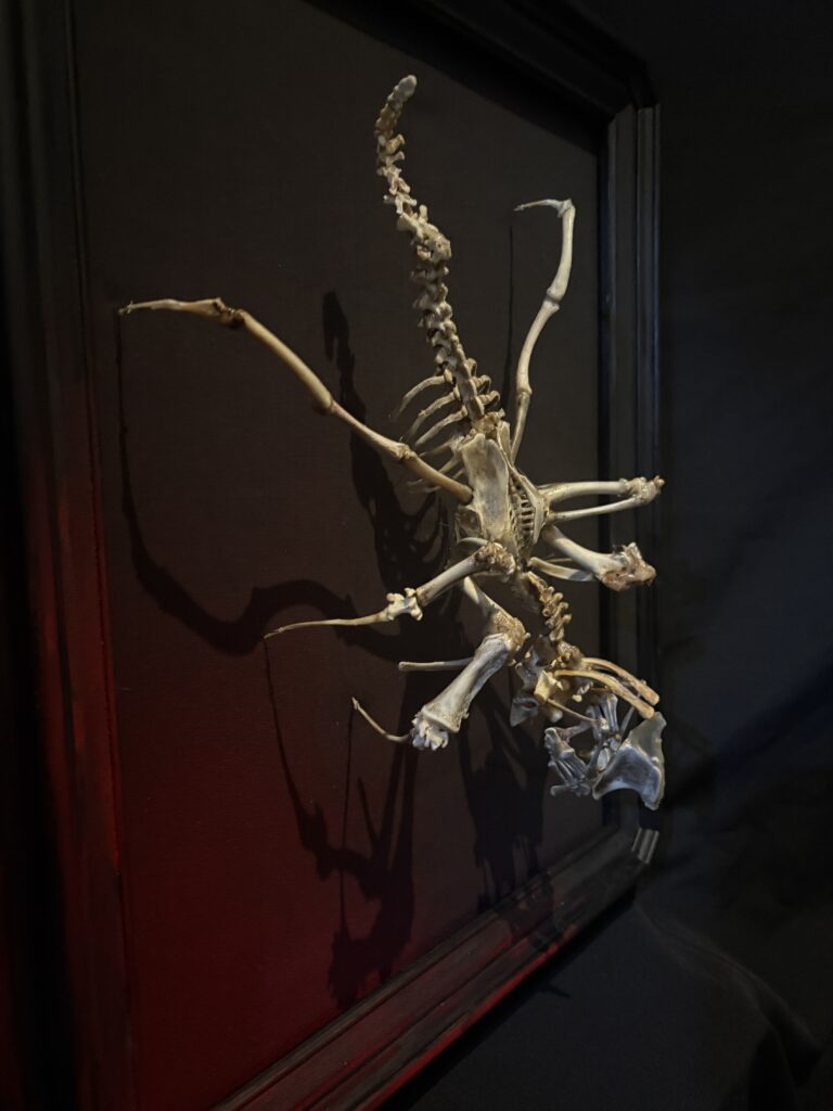 Púca Spirit of Samhain – Dark Macabre Fine Art A haunting perspective of the Púca skeletal sculpture, emphasizing its role as a creature of Samhain in Irish mythology.
