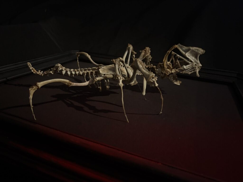 The Puca is found in Irish mytholog as a shapeshifter Spectral/Spirit of the Puca was handcrafted by Hybrid Fever in Thousand Oaks California