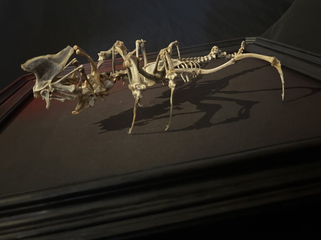 The Puca hand-articulated from real animal bones in Westlake Ca Hybrid Fever based in Westlake California hand-articulated The Puca from real animal bones