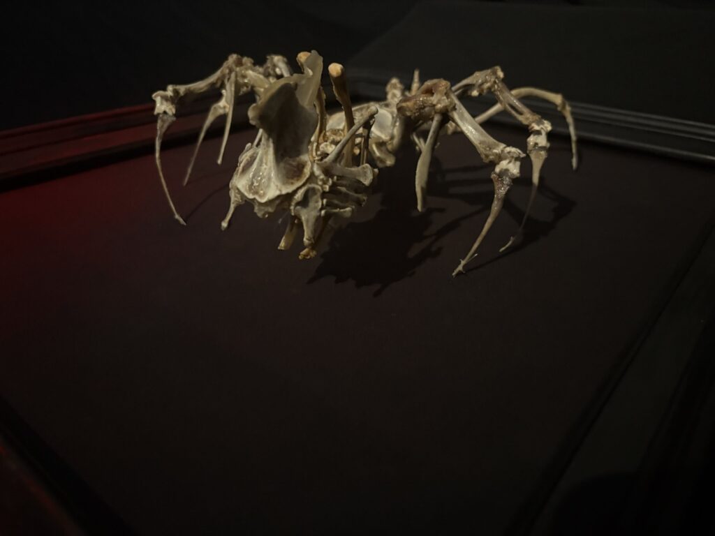 The Púca or "Pooka" skeneton creatue made by Hybrid Fever Los Angeles artiest create real animal bone sculptures like this Puca or Pooka.