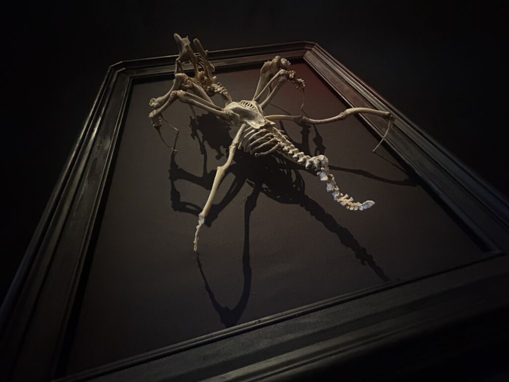 IMG_3281Púca Skeletal Spirit – Vertical Presence and Silhouette A professional vertical studio shot of the Púca bone spirit sculpture, highlighting its tall, spectral silhouette and the meticulous articulation of its real bone frame.