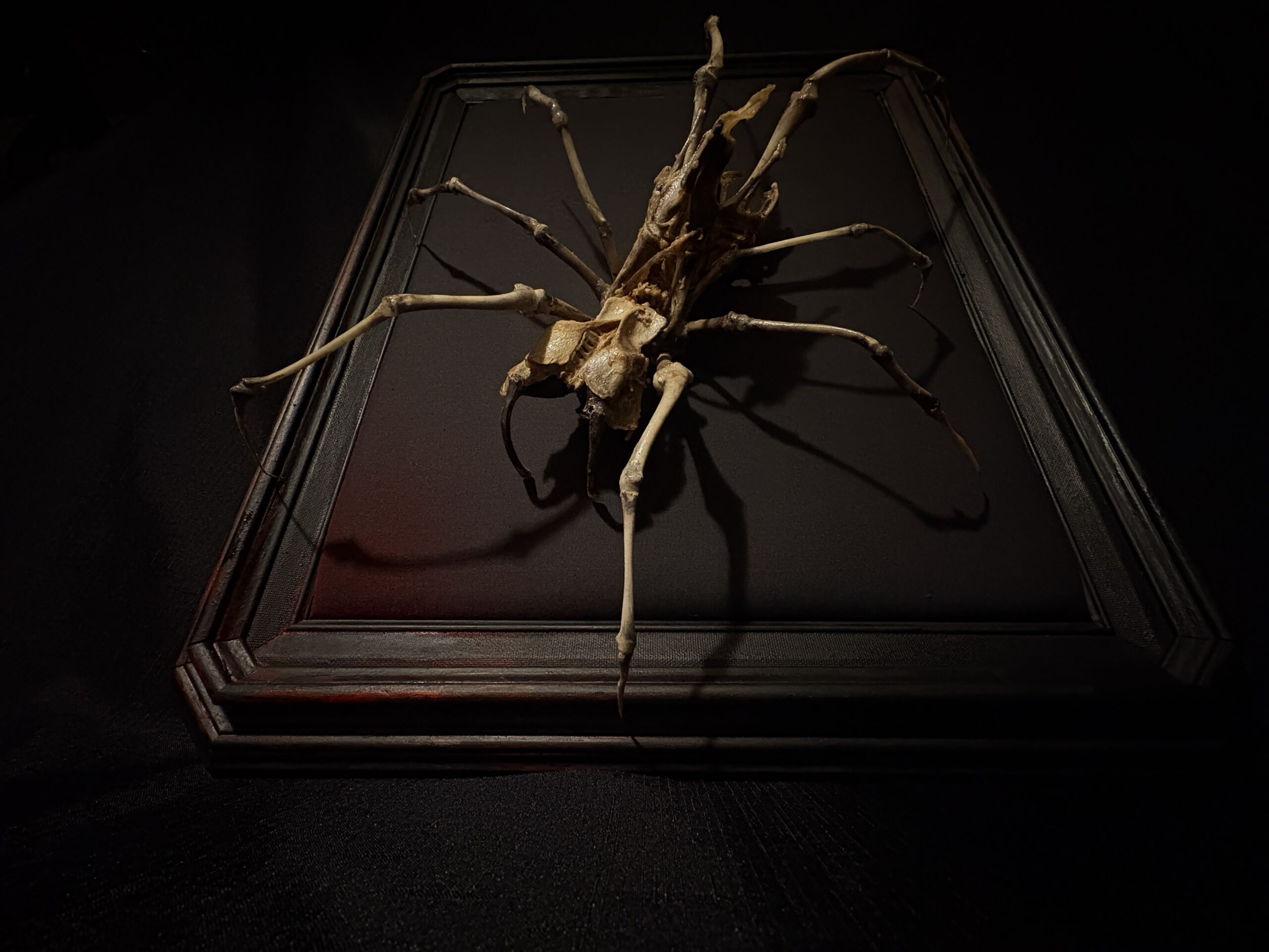 Real Animal Bone Spider Skeleton Sculpture by Hybrid Fever