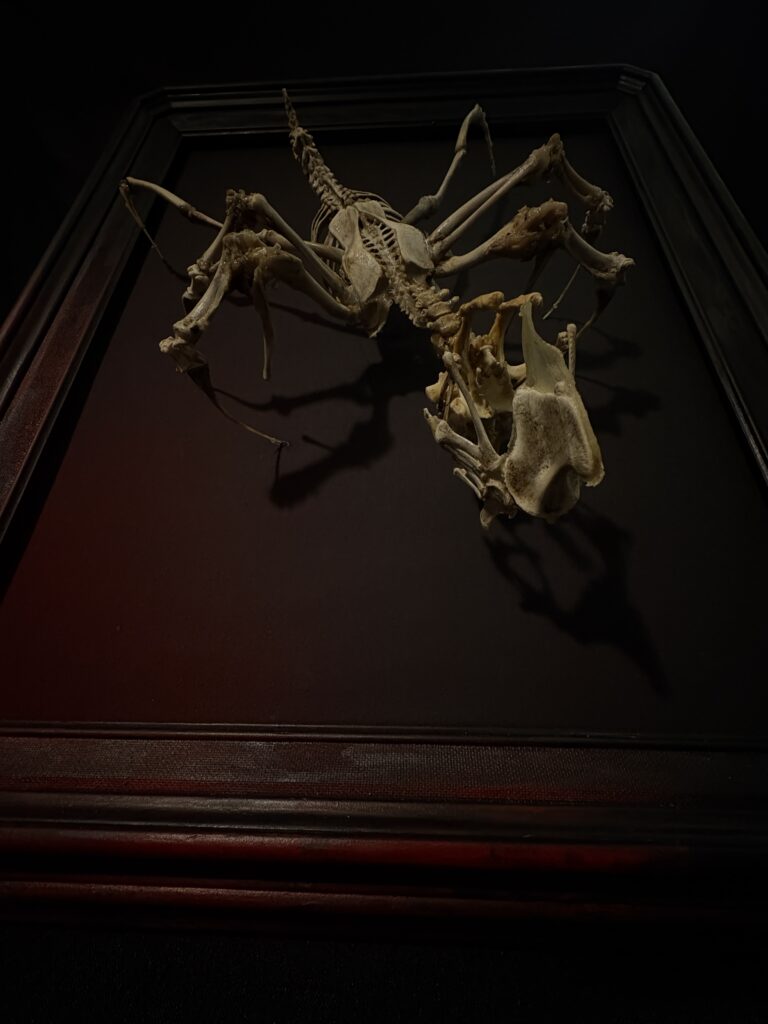 Púca Skeletal Spirit – Three-Quarter Perspective and Frame Detail A 3/4 perspective shot of the Púca bone spirit sculpture mounted in a black frame, showcasing its hand-articulated skeletal form and the haunting shadow it casts in low light.