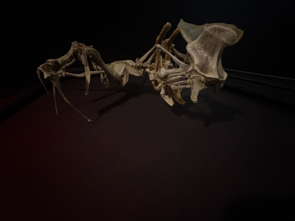 Púca Skeletal Spirit – Moody Horizontal Profile A dramatic side-angle shot of the Púca bone spirit sculpture, highlighting the intricate shadow it casts and the haunting texture of the real animal bones.