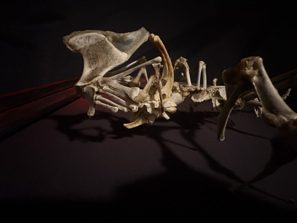 Púca Skeletal Spirit – Horizontal Profile and Detail A horizontal profile view of the Púca bone spirit sculpture, showcasing its long, sinuous skeletal frame and the intricate articulation of real animal bones by Hybrid Fever.