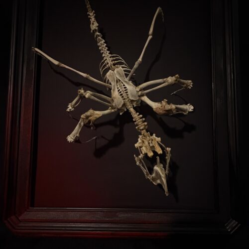 A top-down overhead view of the Púca bone spirit sculpture, showcasing its symmetrical skeletal articulation and predatory shadow within a professional black frame