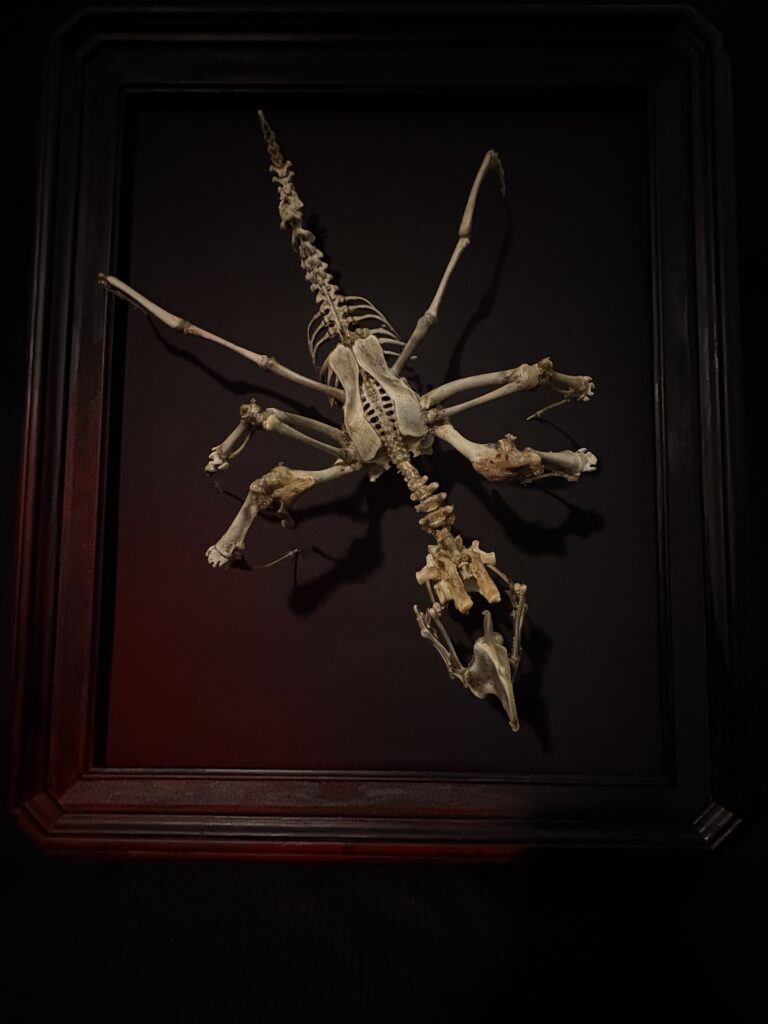 Púca Spirit Sculpture – Framed Skeletal Symmetry and Shadow A top-down overhead view of the Púca bone spirit sculpture, showcasing its symmetrical skeletal articulation and predatory shadow within a professional black frame