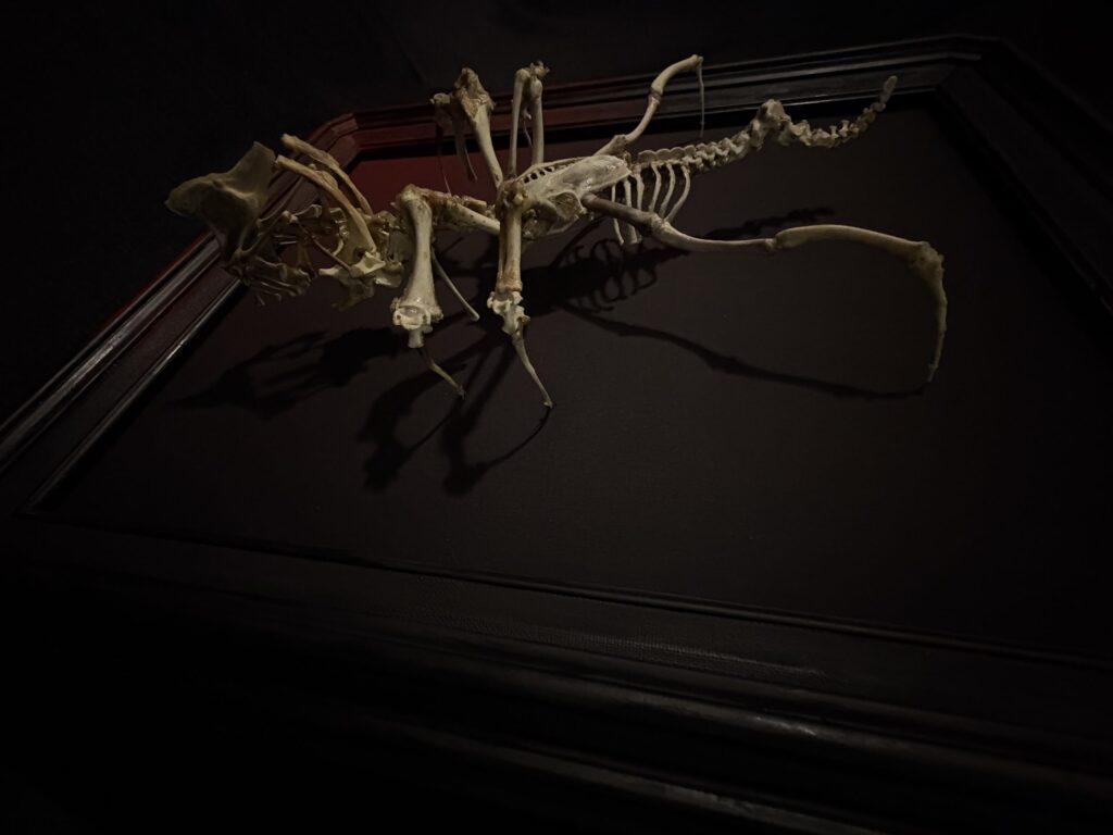 Púca Skeletal Spirit – Atmospheric Shadow and Profile A side profile shot of the Púca bone spirit sculpture in low light, highlighting its skeletal silhouette and the haunting, shapeshifting shadow it casts against a dark background.