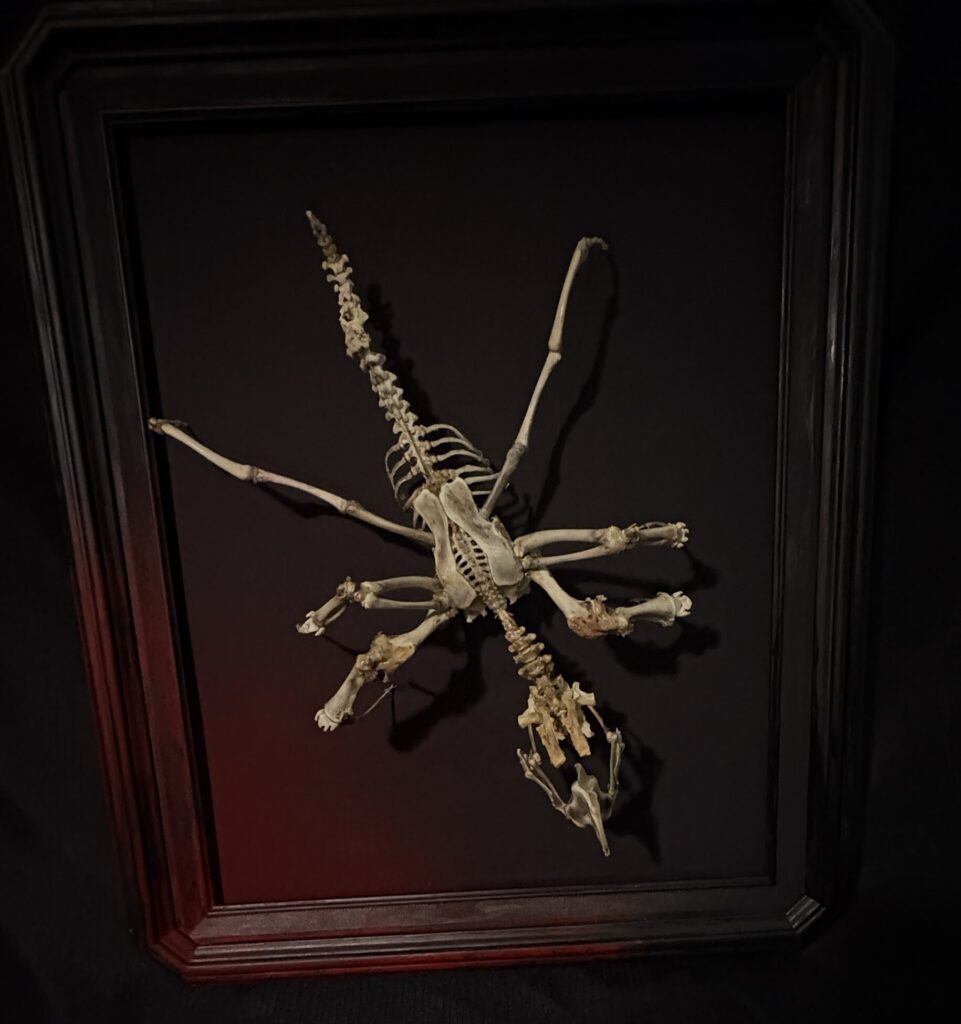 Overhead Puca Skeleton A vertical photograph highlighting the height and spectral silhouette of the Púca skeletal art piece in a professional studio setting.