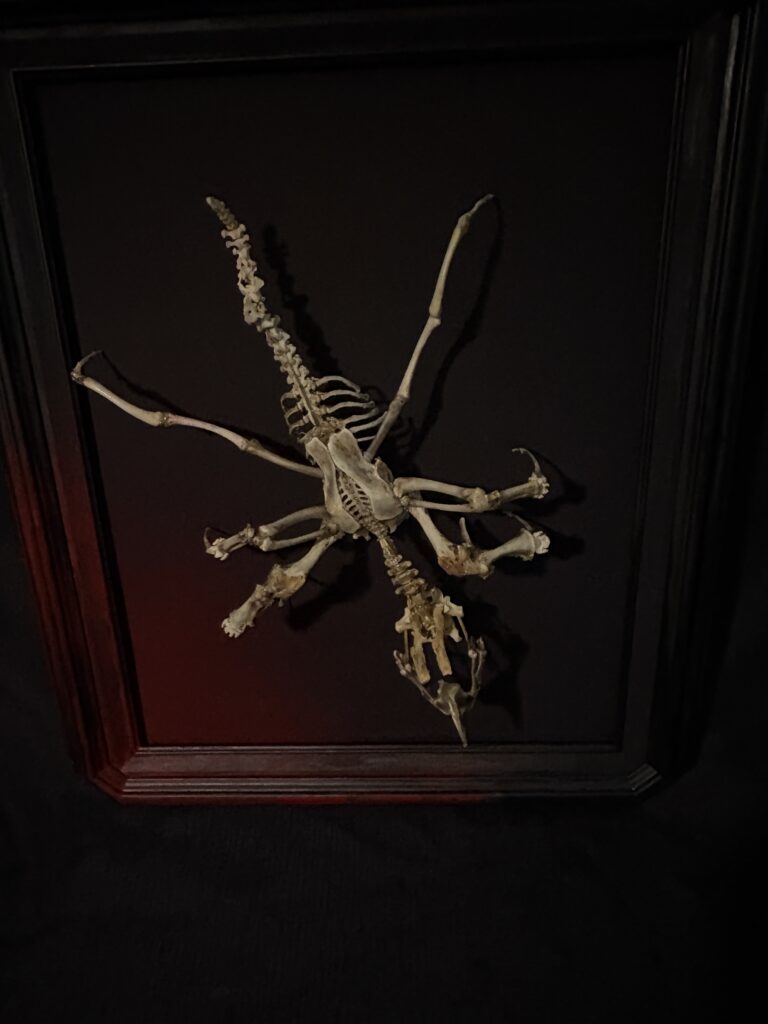 Vertical Posture of the Púca Bone Spirit Sculpture A vertical photograph highlighting the height and spectral silhouette of the Púca skeletal art piece in a professional studio setting.