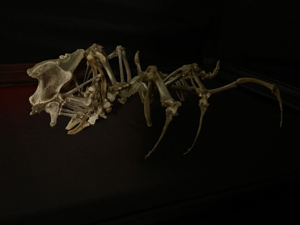 Side Profile of Púca Bone Sculpture on Hand-Painted Wood Base A side silhouette of the Púca bone spirit sculpture, showcasing its haunting posture and sinuous skeletal frame on a custom black base.