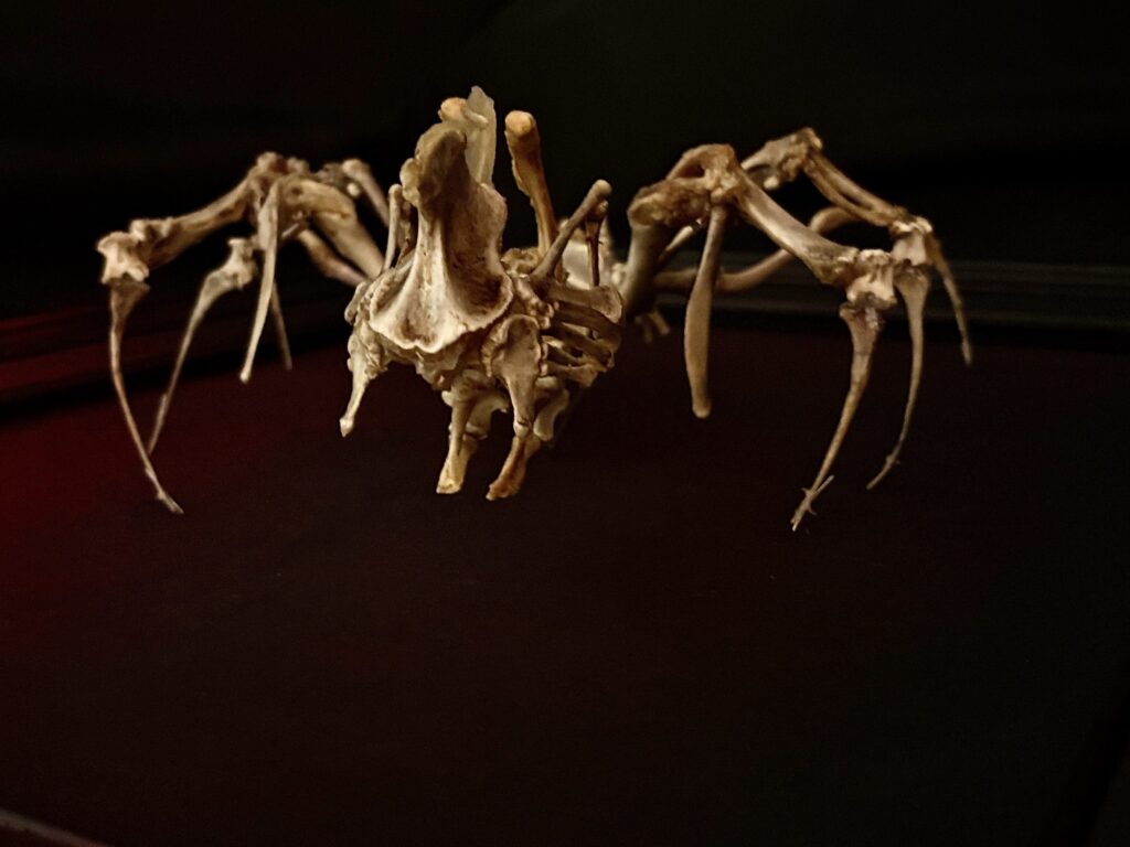 Real Chicken Bone Texture in Hybrid Fever Art macro photo showing the natural texture of hand-cleaned chicken bones used to create the Púca skeletal spirit sculpture.