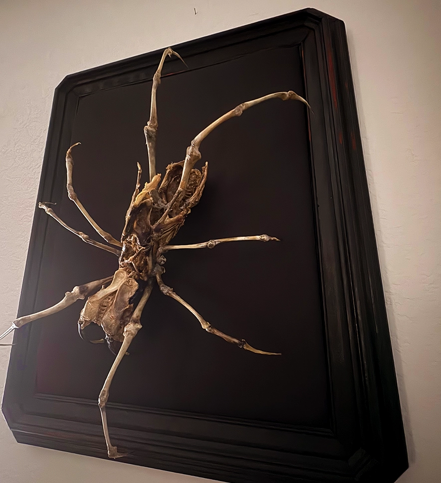 Aragog Spider Web10 Aragog skeletal spider art: A testament to the 'whole animal' philosophy, transforming ethically salvaged bones into a permanent, resin-free anatomical sculpture.