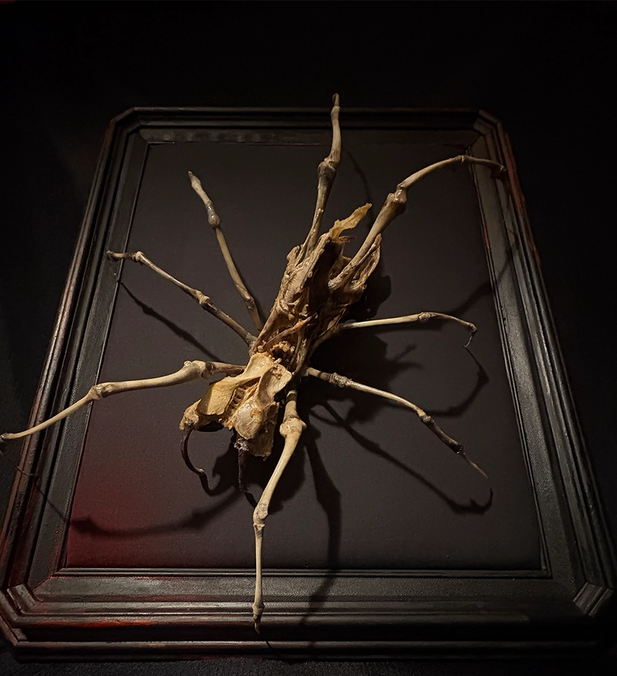 The Sovereign of the Forbidden Forest Full profile view of Aragog, a hand-articulated skeletal spider sculpture by Hybrid Fever.