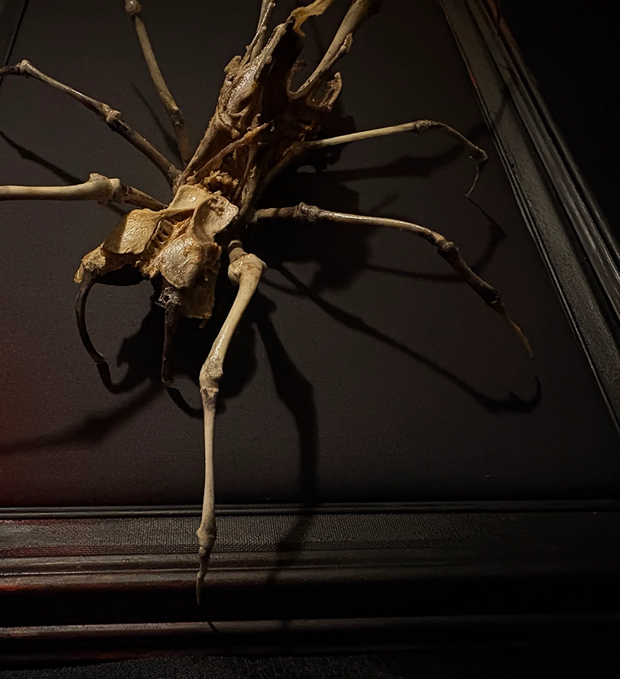 Aragog Spider Web16 The Aragog spider chimera; a haunting piece of rogue taxidermy that combines anatomical precision with the dark lore of forest-dwelling giants in real bone form.