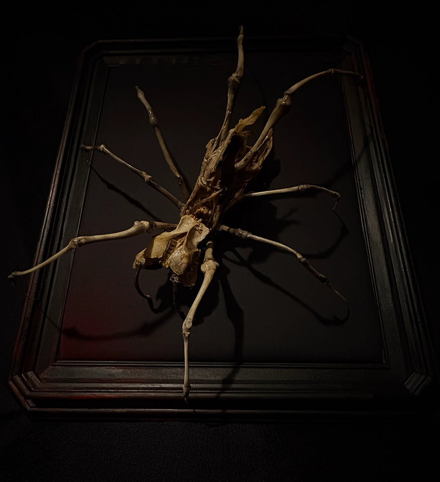 High-contrast lighting on the Aragog bone spider sculpture emphasizing its macabre skeletal frame.