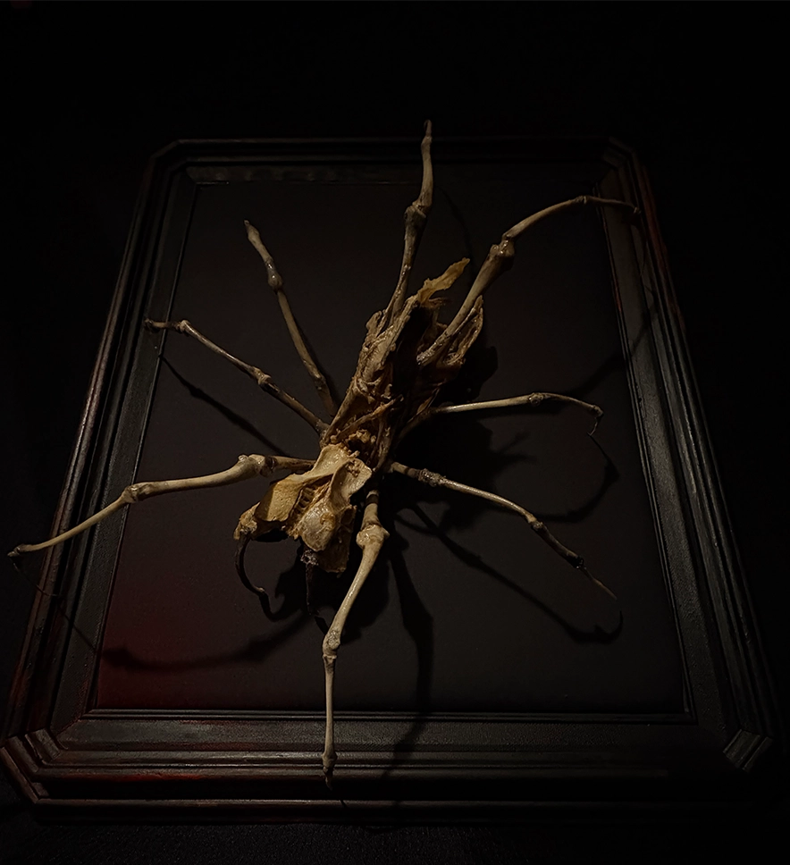 Aragog Spider Web20 A hand-articulated skeletal spider sculpture meticulously crafted from ethically sourced real poultry bones, featuring 100% natural materials with zero resins or plastics.