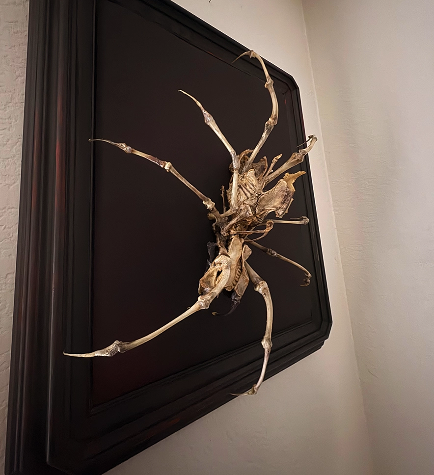 Aragog Spider Web9 The Aragog bone chimera; a striking piece of dark gallery decor that casts intricate, haunting shadows, highlighting its 100% real skeletal structure.