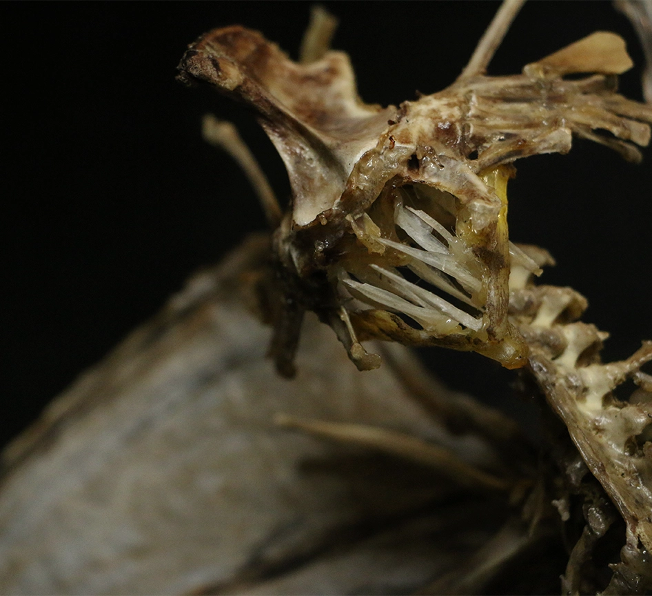 Bánánach Bone Demon