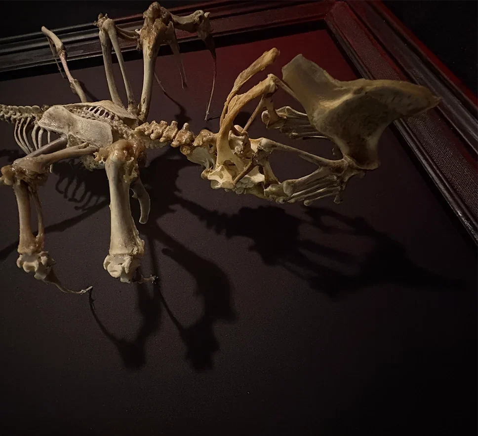 Skeleton creature created from real chicken bones by Hybrid Fever in Ventura Ca