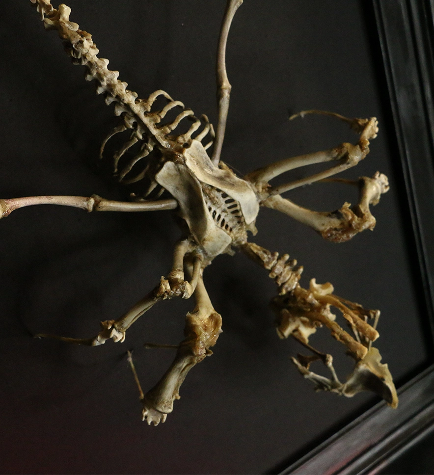 Sinuous Skeletal Spine of the Púca Shapeshifter Intricate spinal assembly of a real bone Púca spirit, hand-articulated to show the fluid, spectral movement of the Irish folklore shapeshifter.