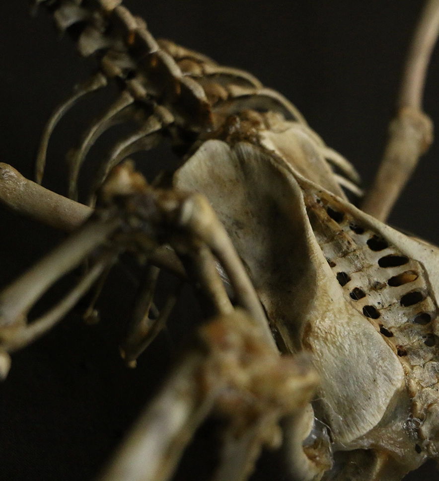 Puca the shapeshifter in Irish Mythology recreated with ethically sources animal bones by Hybrid Fever