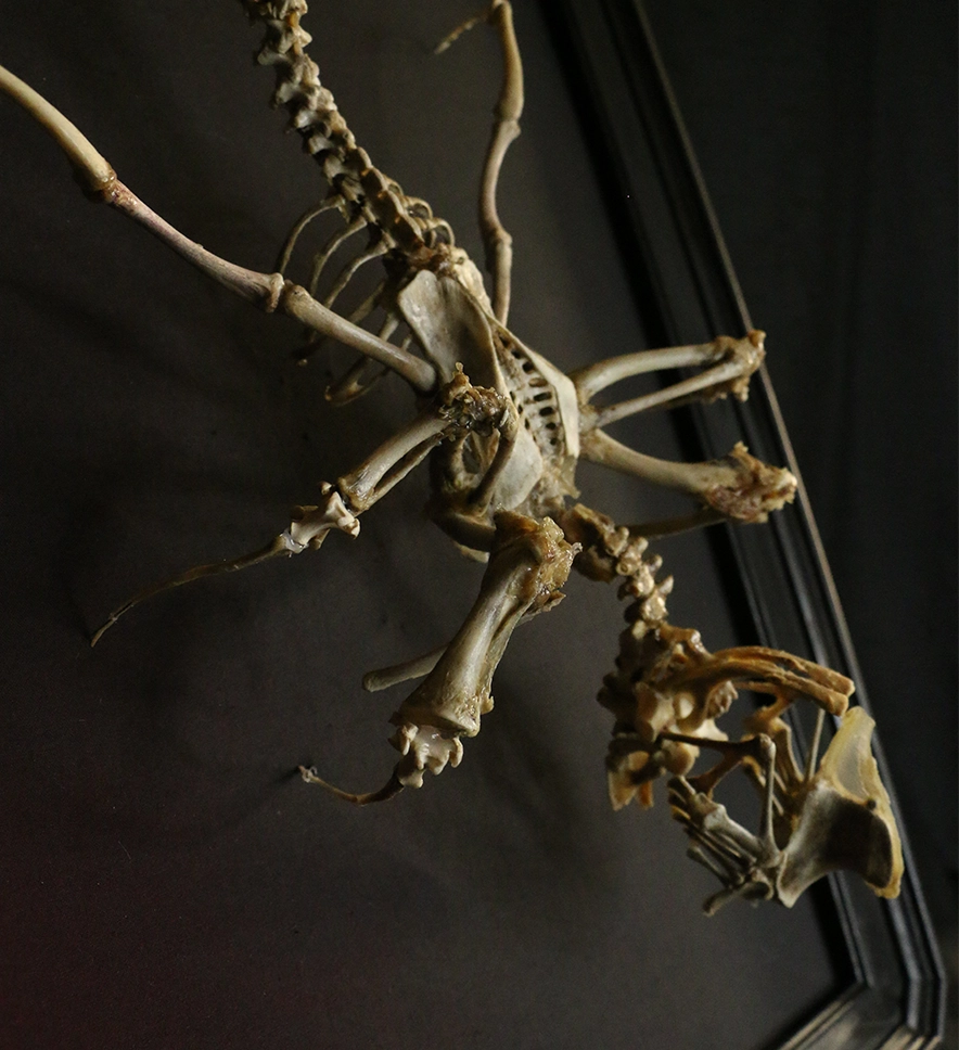 Púca Shapeshifter – Dynamic Skeletal Articulation A dynamic side shot of the Púca bone spirit, capturing its shifting, animalistic form through the careful placement of real bird and mammal bones.