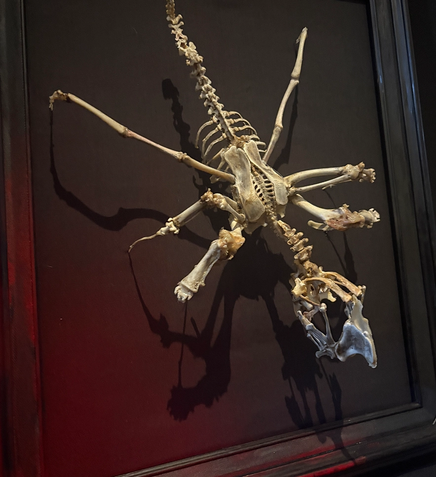 Púca real bone sculpture by Hybrid Fever in Ventura & La. Ca