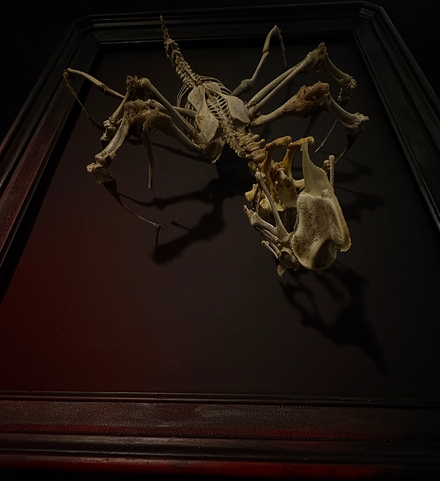 Detailed Skull of Púca Bone Spirit | Rogue Taxidermy Art Macro shot of the articulated skull of the Púca bone spirit sculpture, highlighting the natural, hand-cleaned texture of authentic skeletal remains.