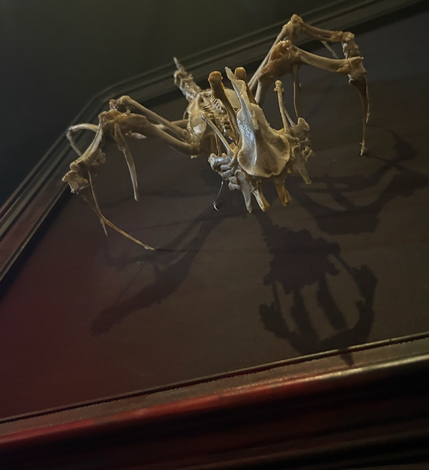 The Púca Spirit – Dramatic Shadow and Skeletal Form A low-angle atmospheric shot of the Púca skeletal spirit sculpture, showcasing the haunting shadow and sinuous bone structure of this Irish folklore creature.