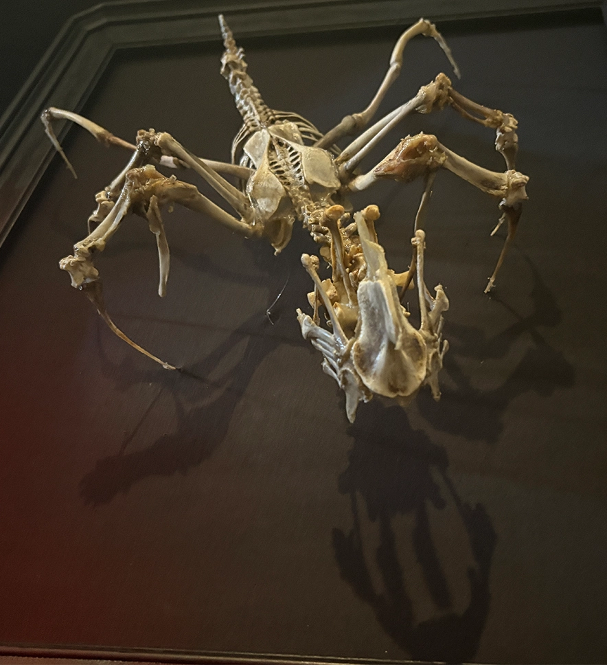 Overhead View of the Púca Skeletal Assemblage A top-down perspective of the Púca bone spirit sculpture, showcasing the complex skeletal articulation and predatory silhouette of the Irish shapeshifter.