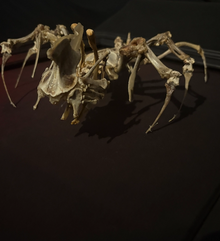 Side view of the Púca skeletal art piece mounted on a custom [mention base, e.g., charred oak] base, showcasing its haunting, one-of-a-kind silhouette.