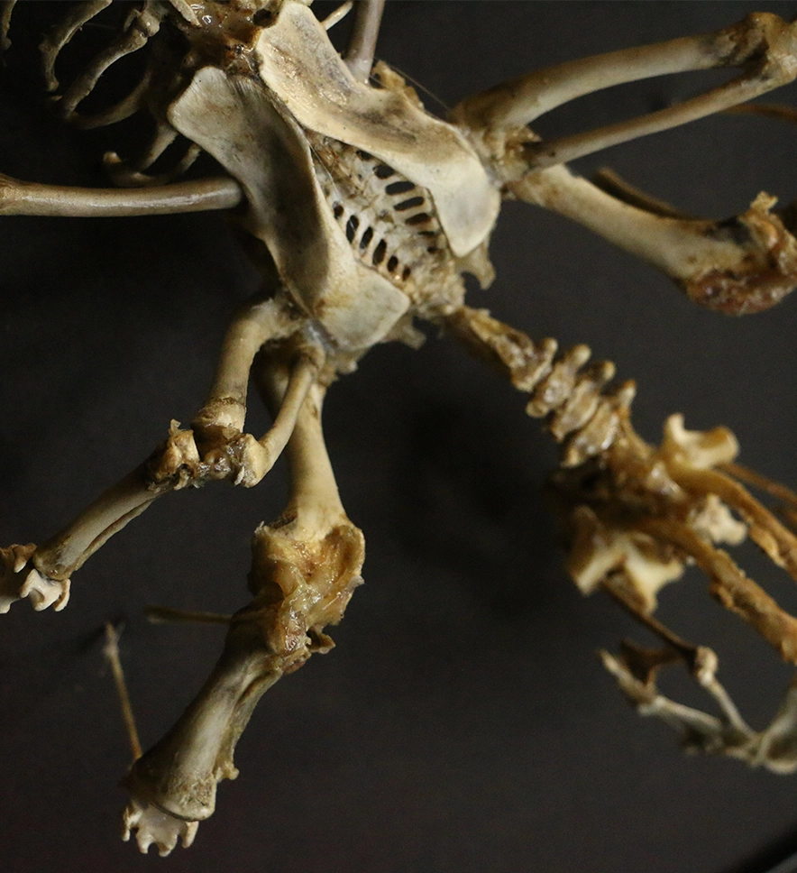 Puca9Detailed Vertebrae and Hip Articulation of the Púca Macro shot of the spinal vertebrae and hip joints of a real bone sculpture, highlighting the meticulous hand-cleaning and assembly of authentic skeletal remains.