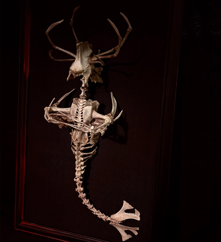 "Bespoke skeletal fine art of the Merrow merman, crafted with 100% ethically sourced bones and high-relief organic articulation."