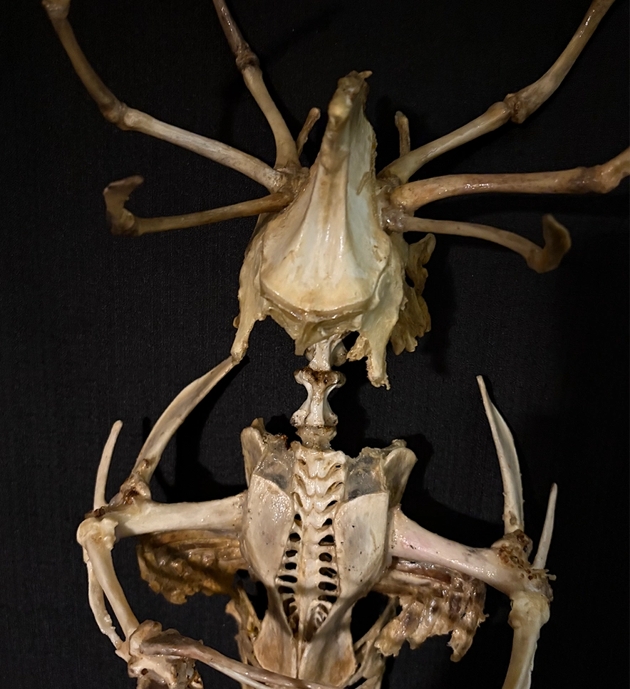 A macro detail shot of the Merrow's upper ribcage and spinal transition, highlighting the naturally whitened bone texture and the "Ethereal Macabre" artistic style.