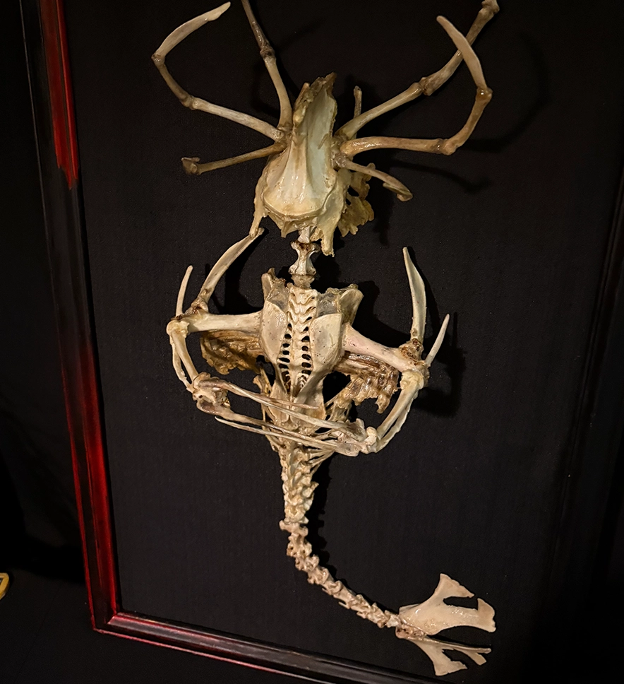 Ventura and La's Hybrid Fever The Merrow Upper View