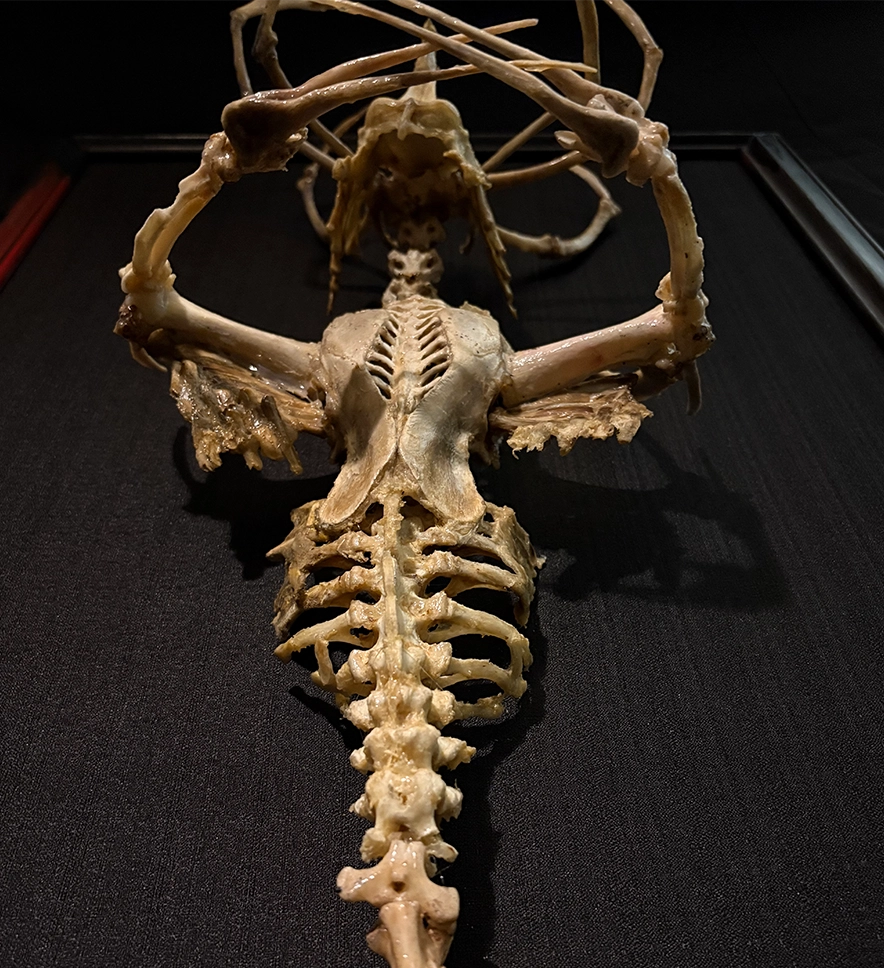 Merrow: The Deep Sea Dweller - Upper View