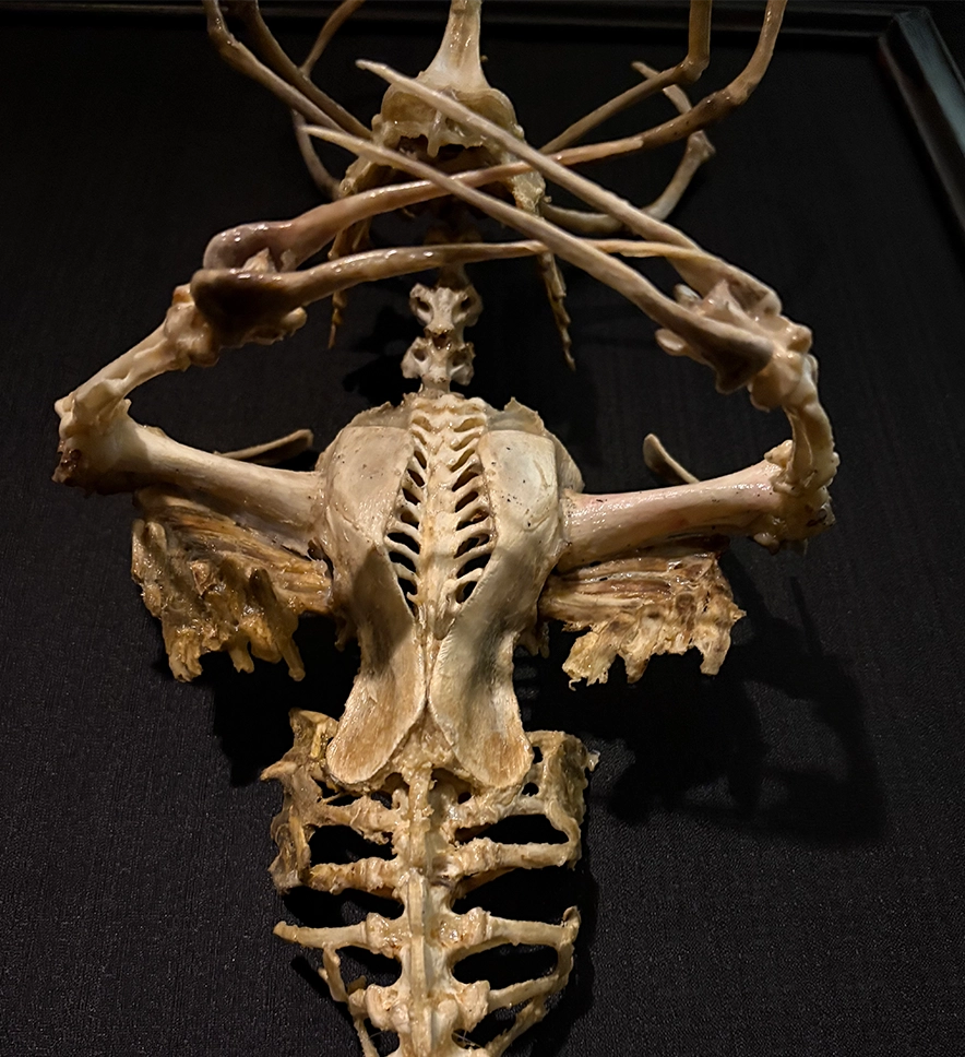 A front-facing presentation of the Merrow sculpture, a mythological aquatic entity reimagined in bone, perfect for gothic home decor or a biological oddities collection.