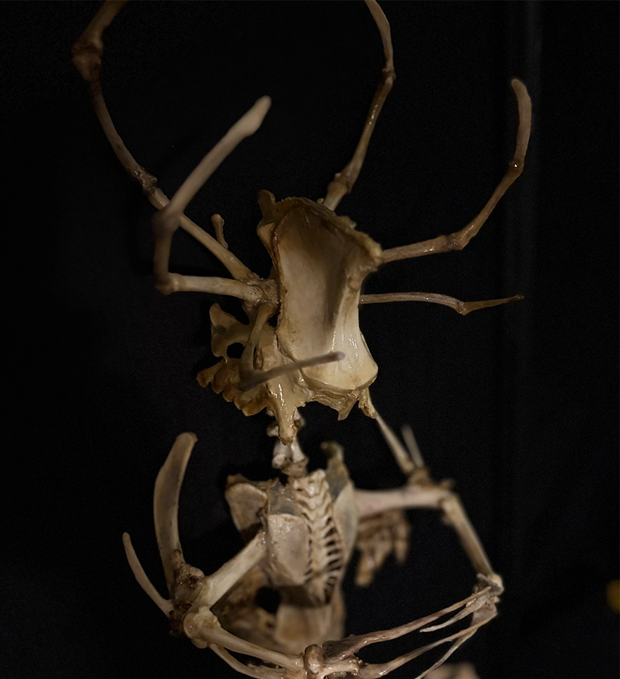 A side-angle view of the Merrow bone art piece, showing the three-dimensional depth of the sculpture and the elegant curve of the skeletal tail as if swimming through water.