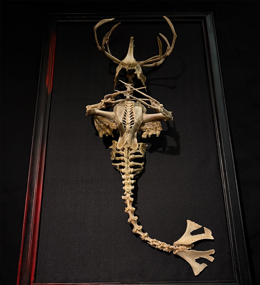 A side-angle view of the Merrow bone art piece, showing the three-dimensional depth of the sculpture and the elegant curve of the skeletal tail as if swimming through water.