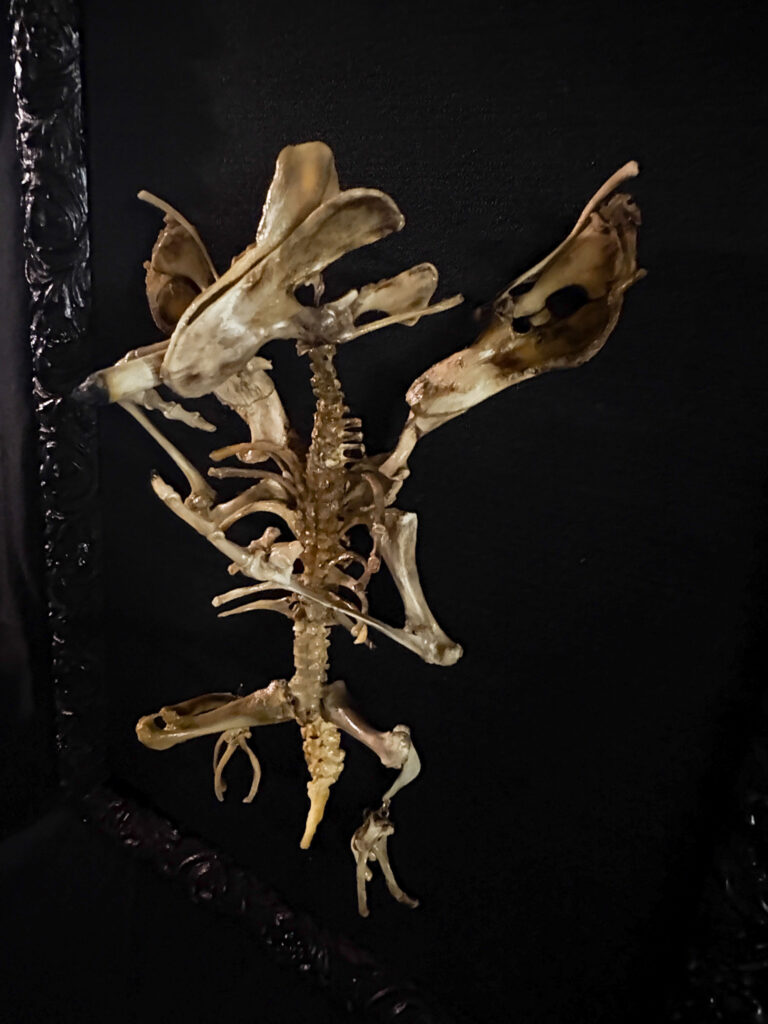 Symmetrical view of the Aillen ribcage, demonstrating the powerful skeletal architecture of the fire-breathing Tuatha Dé Danann.
